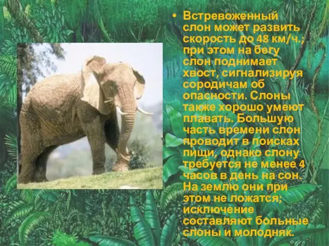 Встревоженный слон может развить скорость до 48 км/ч.; при этом на