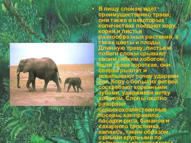 В пищу слонам идёт преимущественно трава; они также в некоторых количествах