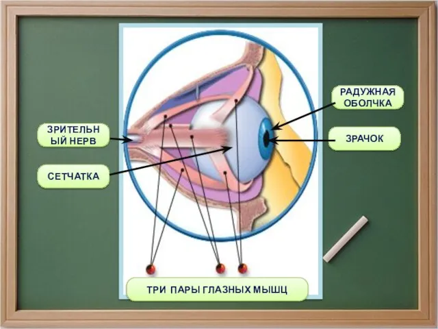 ТРИ ПАРЫ ГЛАЗНЫХ МЫШЦ РАДУЖНАЯ ОБОЛЧКА ЗРАЧОК СЕТЧАТКА ЗРИТЕЛЬНЫЙ НЕРВ