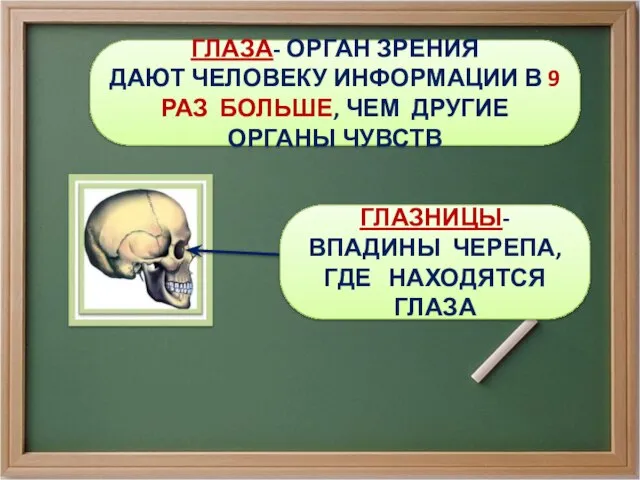 ГЛАЗА- ОРГАН ЗРЕНИЯ ДАЮТ ЧЕЛОВЕКУ ИНФОРМАЦИИ В 9 РАЗ БОЛЬШЕ, ЧЕМ