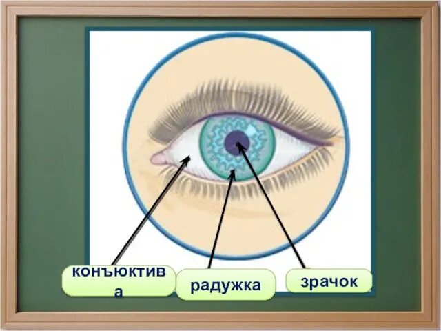 зрачок радужка конъюктива