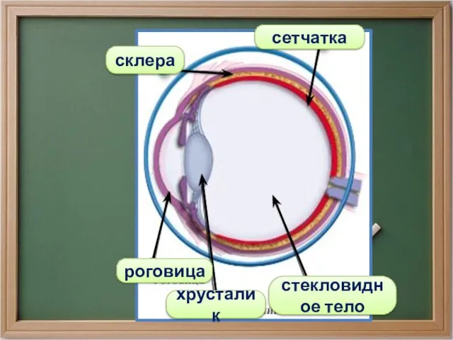 сетчатка склера роговица хрусталик стекловидное тело