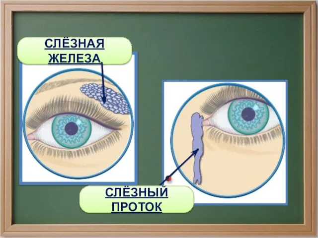 СЛЁЗНАЯ ЖЕЛЕЗА СЛЁЗНЫЙ ПРОТОК