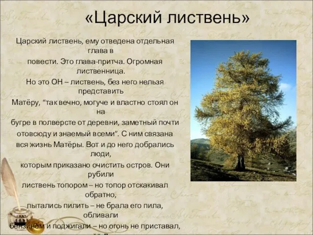 Царский листвень, ему отведена отдельная глава в повести. Это глава-притча. Огромная