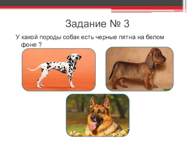 Задание № 3 У какой породы собак есть черные пятна на белом фоне ?