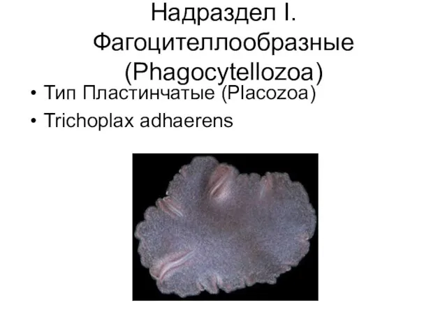 Надраздел I. Фагоцителлообразные (Phagocytellozoa) Тип Пластинчатые (Placozoa) Trichoplax adhaerens