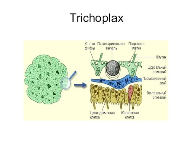 Trichoplax