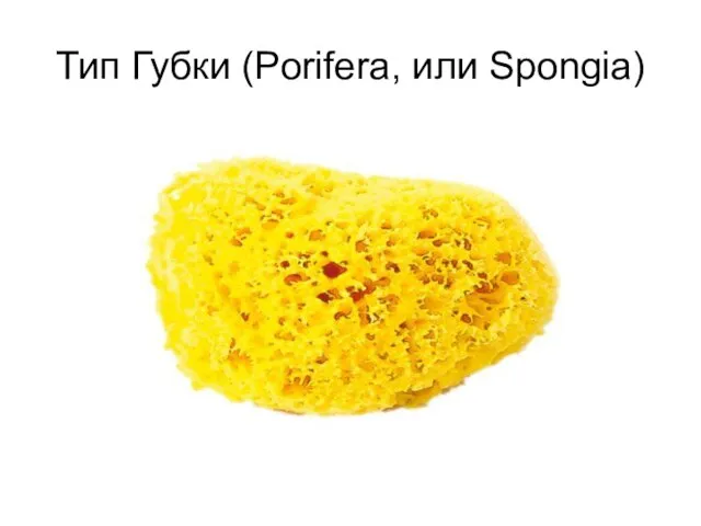 Тип Губки (Porifera, или Spongia)