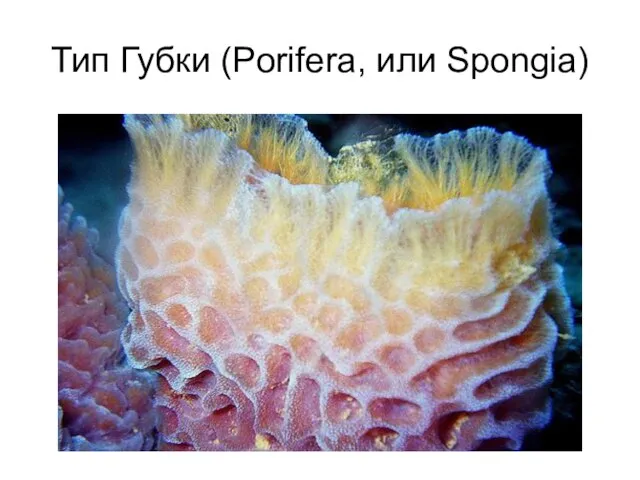 Тип Губки (Porifera, или Spongia)