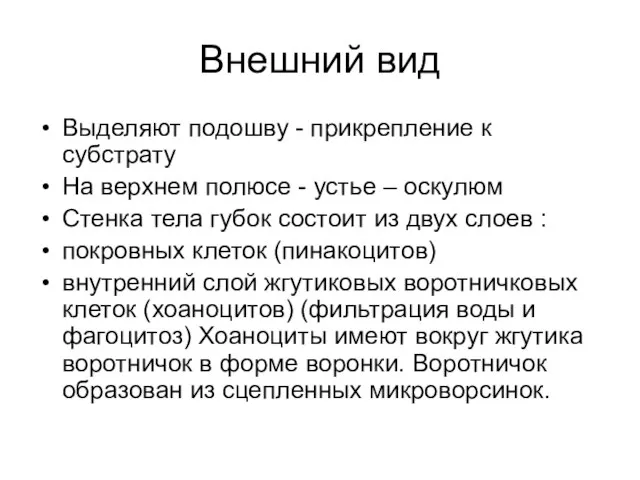 Внешний вид Выделяют подошву - прикрепление к субстрату На верхнем полюсе