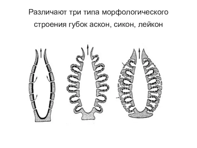 Различают три типа морфологического строения губок аскон, сикон, лейкон