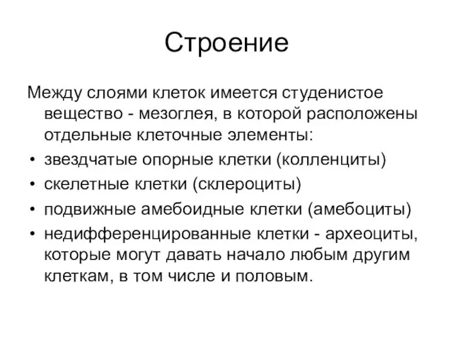 Строение Между слоями клеток имеется студенистое вещество - мезоглея, в которой