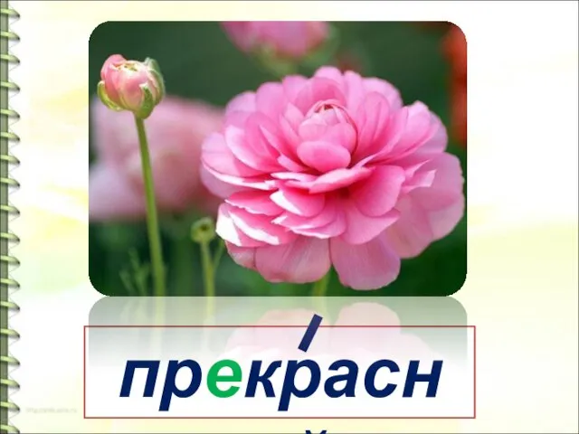 прекрасный