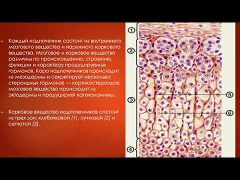 Каждый надпочечник состоит из внутреннего мозгового вещества и наружного коркового вещества.