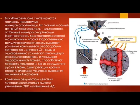 В клубочковой зоне синтезируются гормоны, называемые минералокортикоиды. Их главный и самый