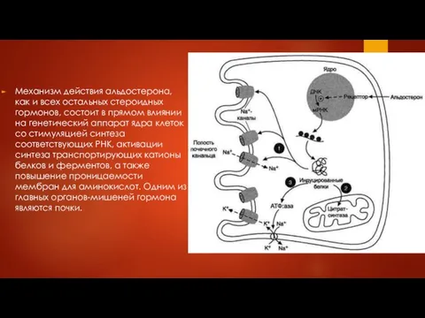 Механизм действия альдостерона, как и всех остальных стероидных гормонов, состоит в