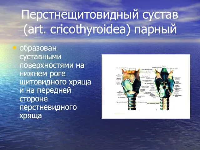 Перстнещитовидный сустав (art. cricothyroidea) парный образован суставными поверхностями на нижнем роге