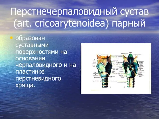 Перстнечерпаловидный сустав (art. cricoarytenoidea) парный образован суставными поверхностями на основании черпаловидного и на пластинке перстневидного хряща.