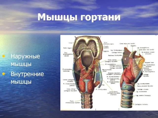 Мышцы гортани Наружные мышцы Внутренние мышцы