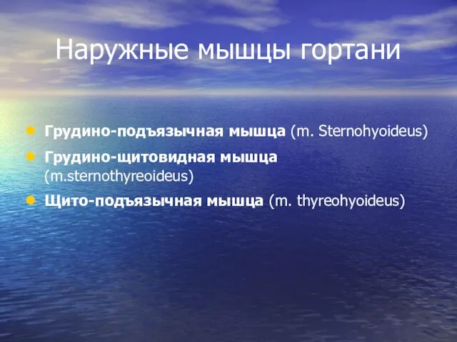 Наружные мышцы гортани Грудино-подъязычная мышца (m. Sternohyoideus) Грудино-щитовидная мышца (m.sternothyreoideus) Щито-подъязычная мышца (m. thyreohyoideus)