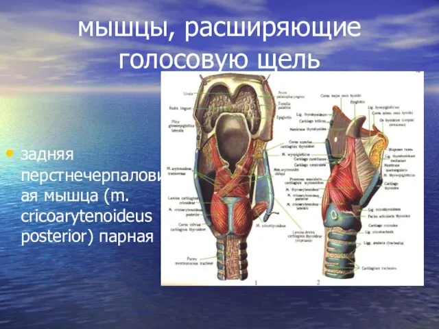 мышцы, расширяющие голосовую щель задняя перстнечерпаловидная мышца (m. cricoarytenoideus posterior) парная