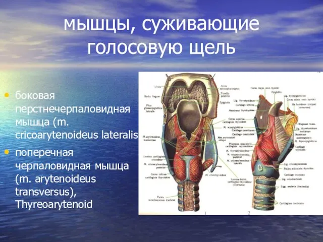 мышцы, суживающие голосовую щель боковая перстнечерпаловидная мышца (m. cricoarytenoideus lateralis поперечная