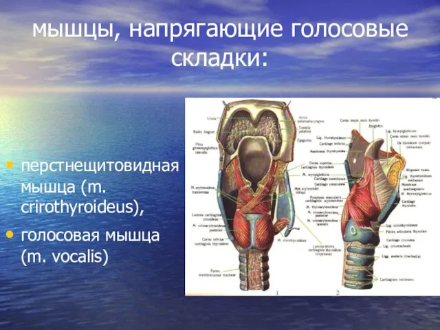 мышцы, напрягающие голосовые складки: перстнещитовидная мышца (m. crirothyroideus), голосовая мышца (m. vocalis)