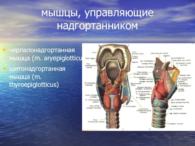 мышцы, управляющие надгортанником черпалонадгортанная мышца (m. aryepiglotticus) щитонадгортанная мышца (m. thyroepiglotticus)