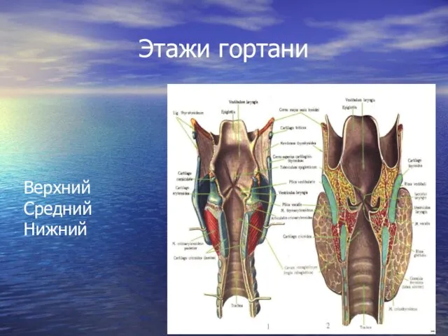 Этажи гортани Верхний Средний Нижний