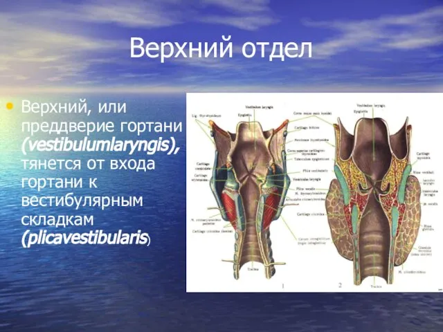 Верхний отдел Верхний, или преддверие гортани (vestibulumlaryngis), тянется от входа гортани к вестибулярным складкам (plicavestibularis)