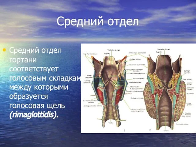 Средний отдел Средний отдел гортани соответствует голосовым складкам, между которыми образуется голосовая щель (rimaglottidis).