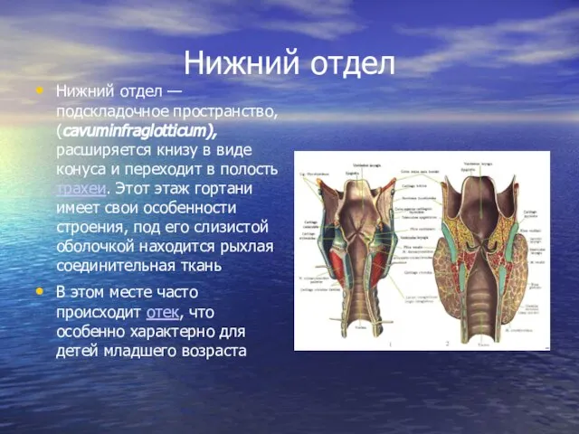 Нижний отдел Нижний отдел — подскладочное пространство, (cavuminfraglotticum), расширяется книзу в