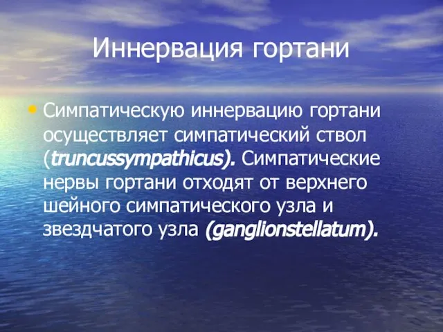 Иннервация гортани Симпатическую иннервацию гортани осуществляет симпатический ствол (truncussympathicus). Симпатические нервы