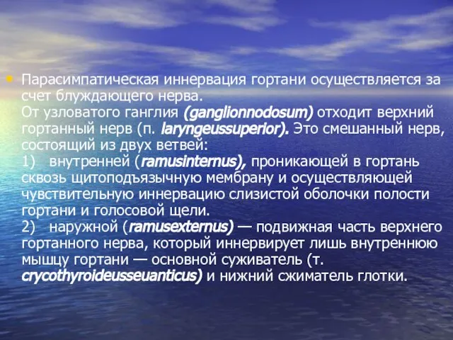 Парасимпатическая иннервация гортани осуществляется за счет блуждающего нерва. От узловатого ганглия