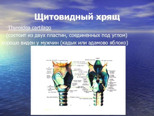 Щитовидный хрящ Thyroidea cartilago (состоит из двух пластин, соединенных под углом)