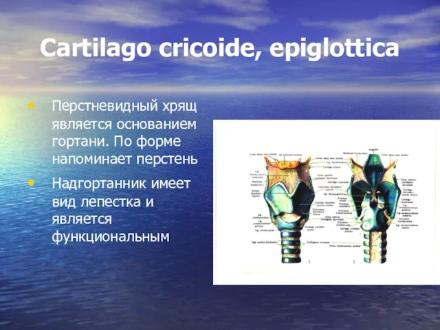 Cartilago cricoide, epiglottica Перстневидный хрящ является основанием гортани. По форме напоминает