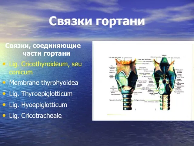 Связки гортани Связки, соединяющие части гортани Lig. Cricothyroideum, seu conicum Membrane