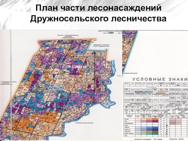 План части лесонасаждений Дружносельского лесничества