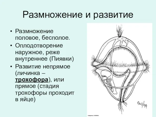 Размножение и развитие Размножение половое, бесполое. Оплодотворение наружное, реже внутреннее (Пиявки)