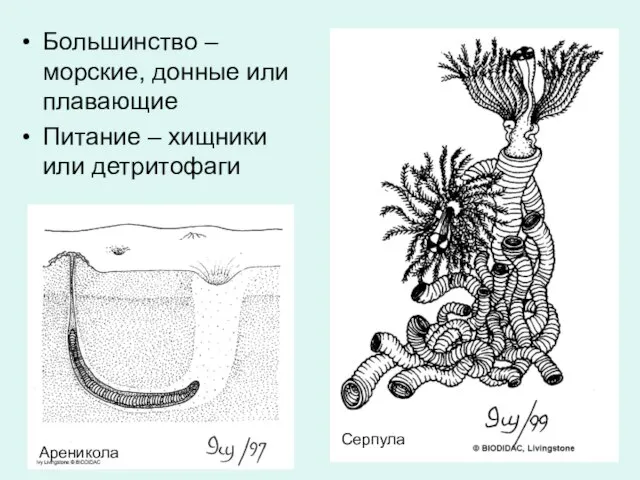 Большинство – морские, донные или плавающие Питание – хищники или детритофаги