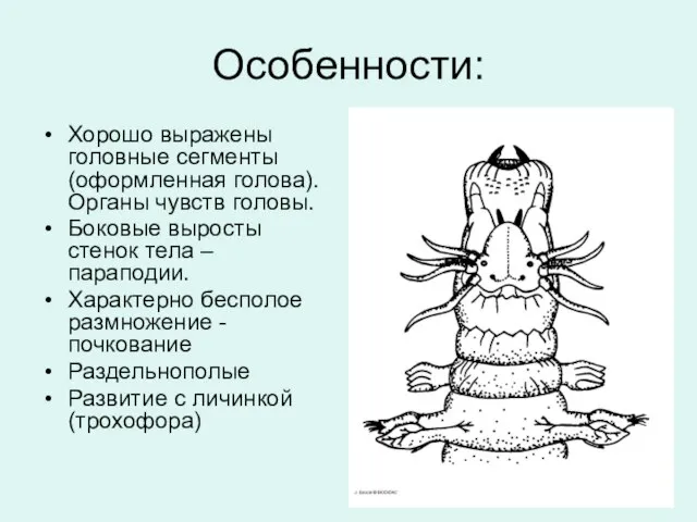 Особенности: Хорошо выражены головные сегменты (оформленная голова). Органы чувств головы. Боковые