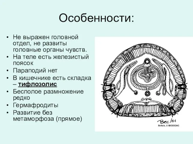 Особенности: Не выражен головной отдел, не развиты головные органы чувств. На