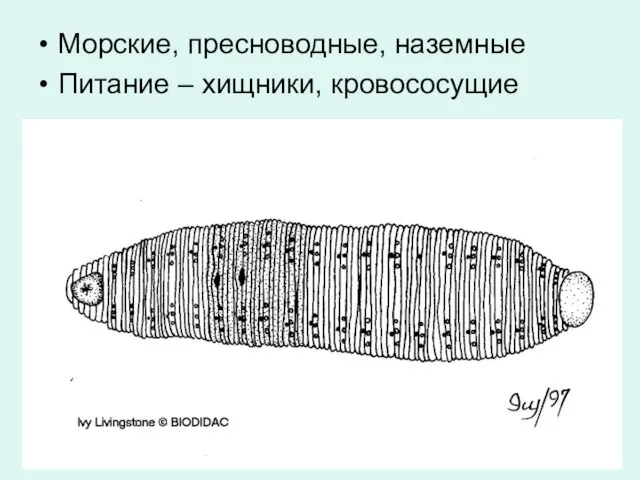 Морские, пресноводные, наземные Питание – хищники, кровососущие