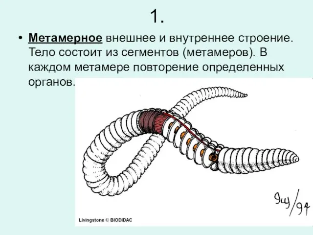 1. Метамерное внешнее и внутреннее строение. Тело состоит из сегментов (метамеров).