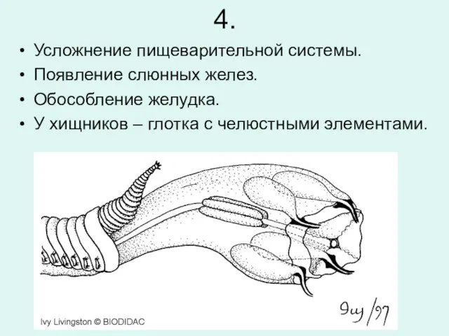 4. Усложнение пищеварительной системы. Появление слюнных желез. Обособление желудка. У хищников – глотка с челюстными элементами.