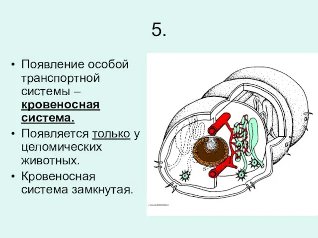 5. Появление особой транспортной системы – кровеносная система. Появляется только у целомических животных. Кровеносная система замкнутая.