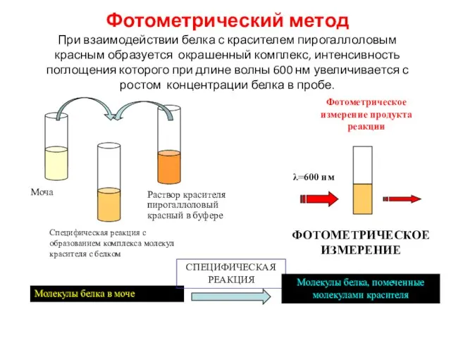 Фотометрический метод При взаимодействии белка с красителем пирогаллоловым красным образуется окрашенный