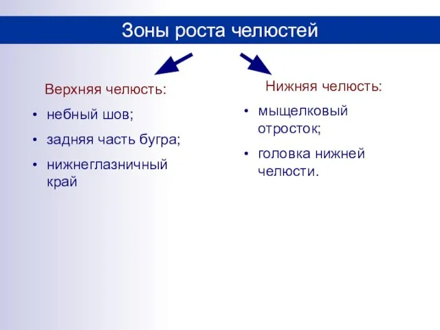 Зоны роста челюстей Верхняя челюсть: небный шов; задняя часть бугра; нижнеглазничный