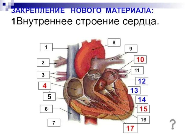 ЗАКРЕПЛЕНИЕ НОВОГО МАТЕРИАЛА: 1Внутреннее строение сердца. 14 9 1 12 13