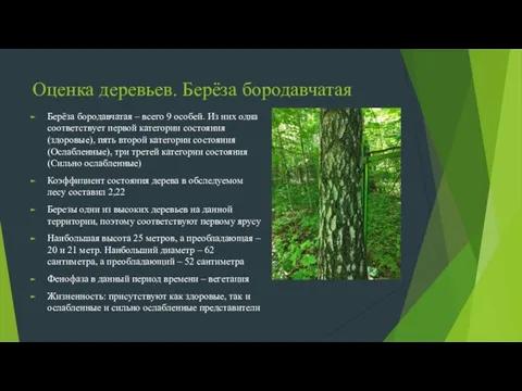 Оценка деревьев. Берёза бородавчатая Берёза бородавчатая – всего 9 особей. Из